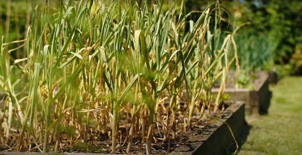 Garlic growing in a bed