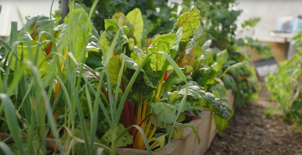 A thick bed of vegetables