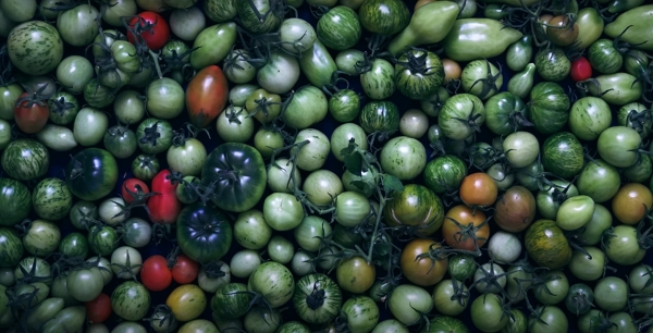 Many green tomatoes