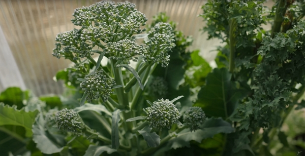 Broccoli flowering