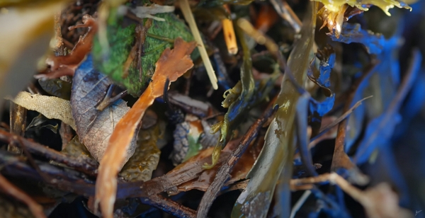 Close up of some seaweed