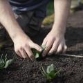 A man planting spinach