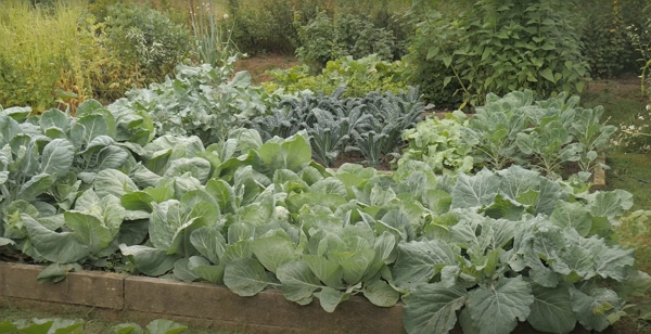 Beds of Brassicaceae