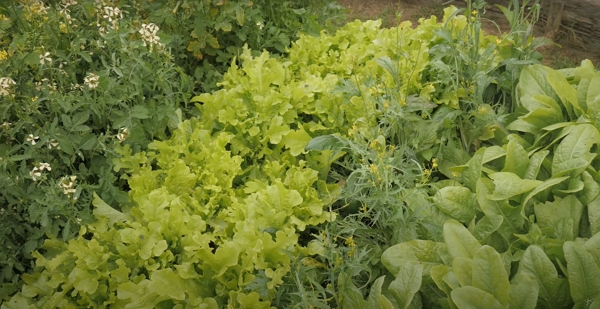 A bed of various salads