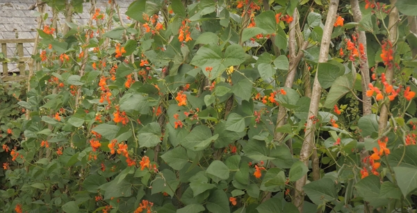 Runner beans flowering