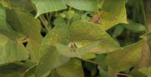 Leaves with rust