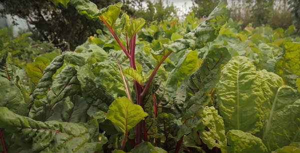 Swiss chard