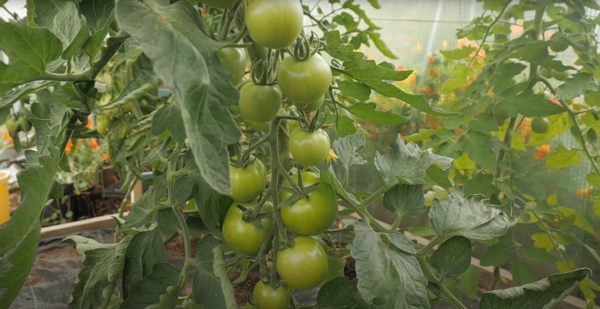 Green tomatoes