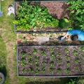 Someone watering a path between 2 garden beds Someone watering a path between 2 garden beds
