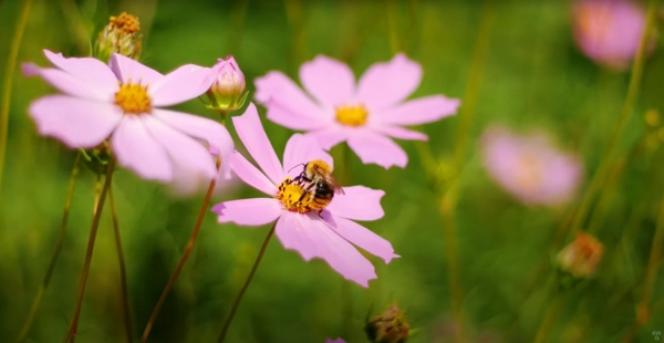 A bee on a pink flower
