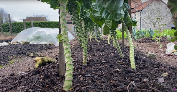 A bed of second crop Brussels sprouts