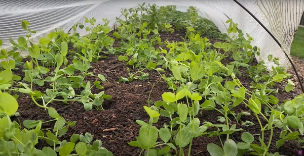 A bed of peas under a tunnel