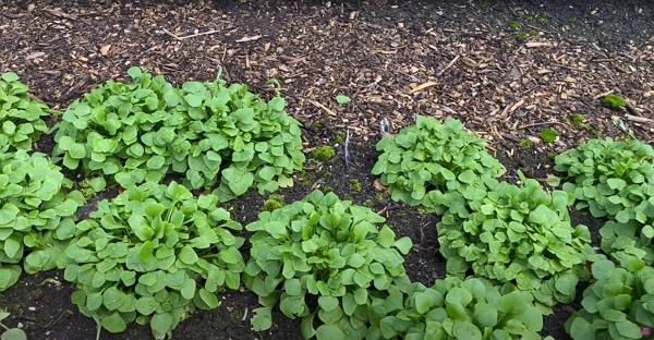 Claytonia winter purslane salad