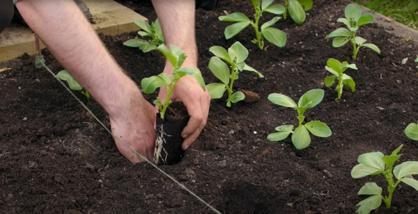 A broad bean ready to plant