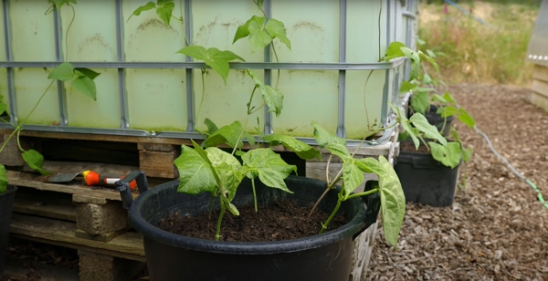 Beans climbing a water tank from a container