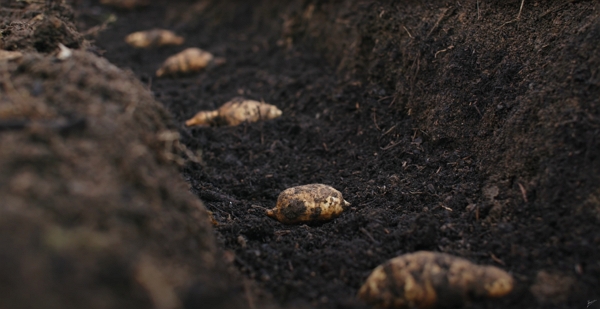 Jerusalem artichoke sowed in a trench