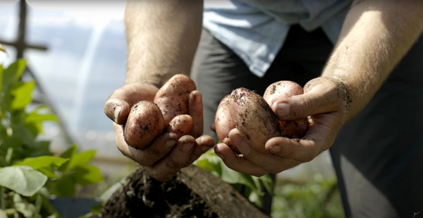 Potatoes in the hands of a man
