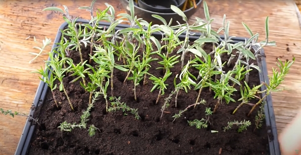 Propagating sage, rosemary and thyme