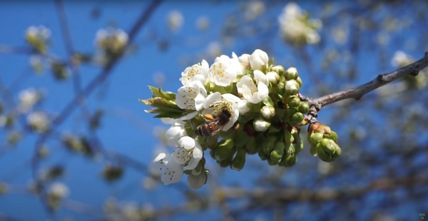 A tree blooming in March