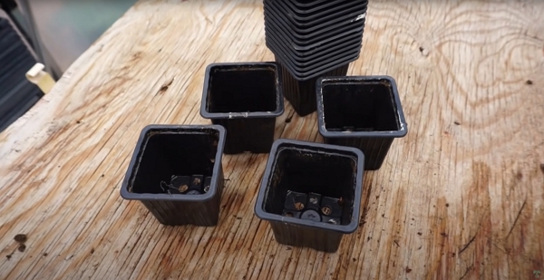 Regular seeding pots for larger roots