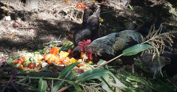 Rooster and hens eating fresh compost