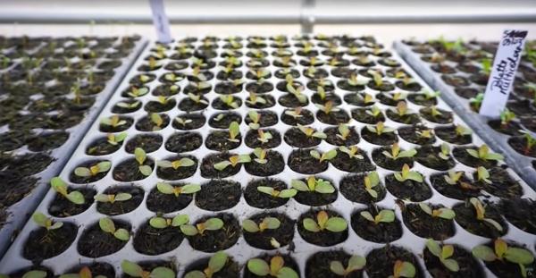 Several trays of lettuces