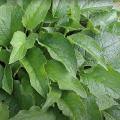 Growing and Using Comfrey In the garden, by Huw Richards