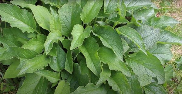 Image de l'article 'Growing and Using Comfrey In the garden, by Huw Richards'