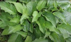  Growing and Using Comfrey In the garden, by Huw Richards