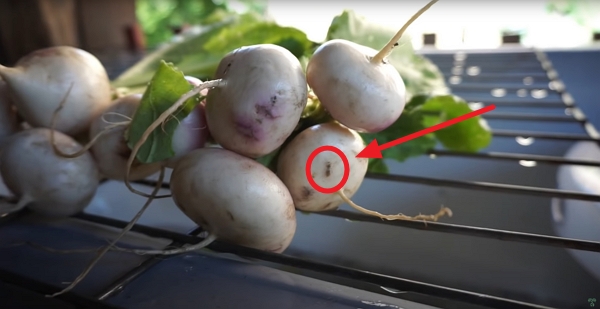 Damaged turnip by a root maggot