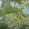 Close up on a female nettle