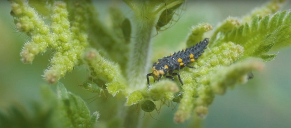 A ladybug larva ready for lunch