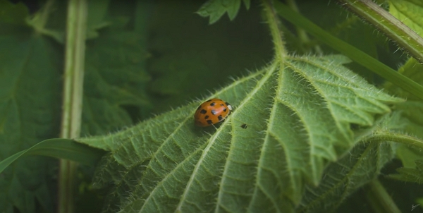 An adult ladybug on a nettle