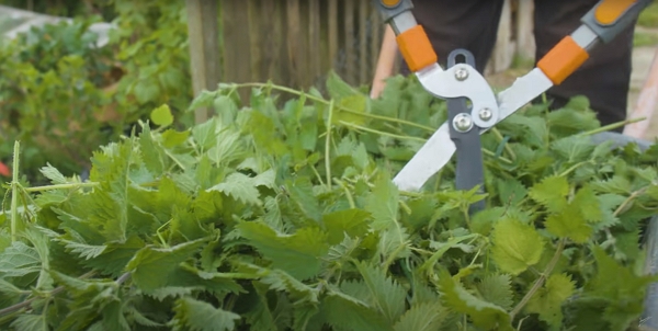 Cutting nettles in pieces prior to mulching perennials