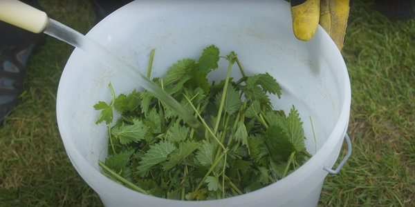 Making liquid feed from fresh nettles