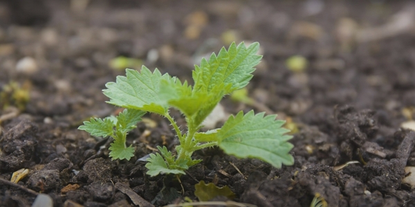 Tiny nettle just coming out in the spring