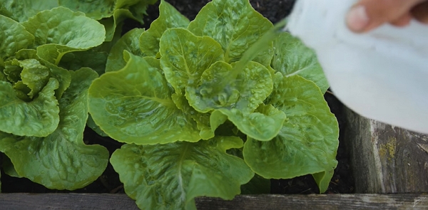 Watering a lettuce from the top
