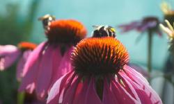 Bumblebees on Echinacea flowers
