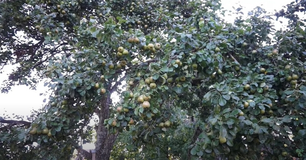 Ridiculously loaded pear tree