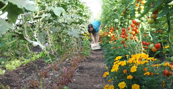 Tomatoes under a polytunnel