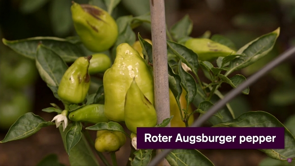 Augsburger pepper