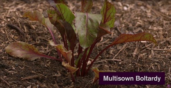 Beetroots sown early July