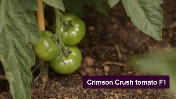 Crimson crush tomatoes f1