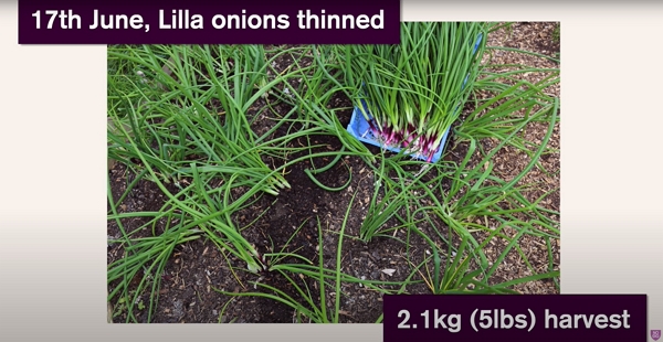 Harvested red spring onions