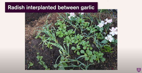 Radish interplanted between garlic