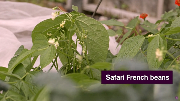 Safari French beans