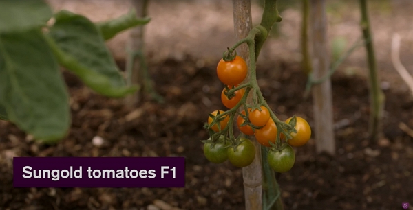 Sungold tomatoes f1