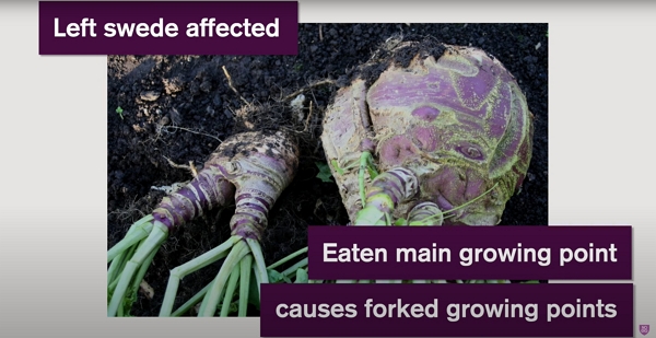Swede affected by insects