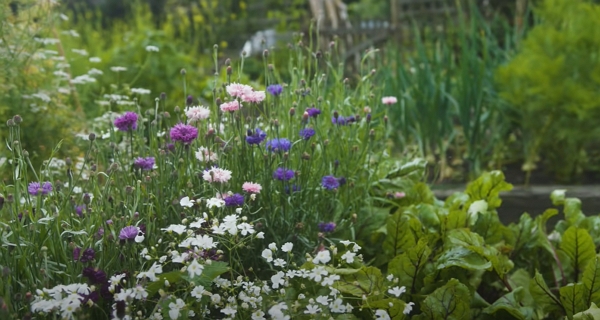 Flowers and beetroots sharing garden space