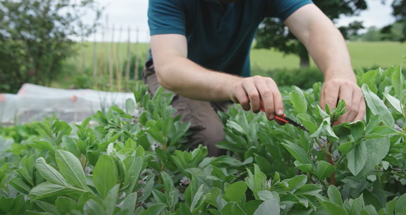 Harvesting broad bean shoots